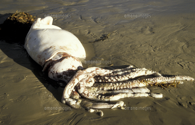 海岸に流れ着いたダイオウイカの仲間 の写真素材 イラスト素材 アマナイメージズ