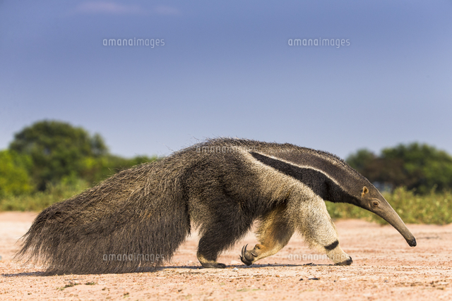 オオアリクイ の写真素材 イラスト素材 アマナイメージズ