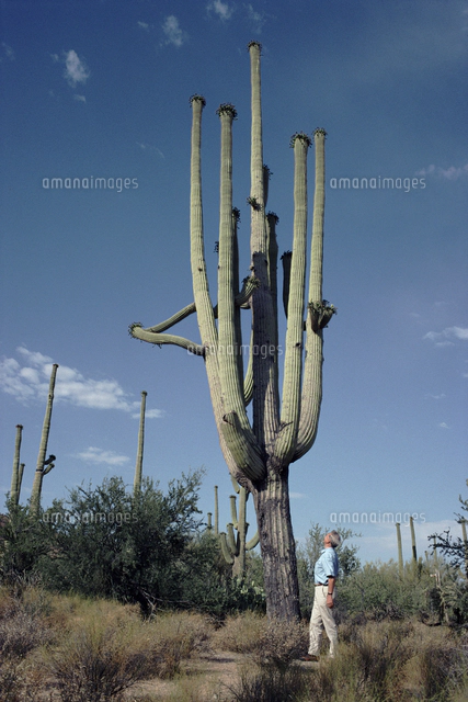 サボテン（弁慶柱）[20070004752]の写真・イラスト素材｜アマナ