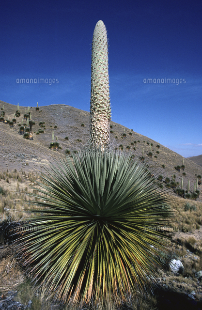 原種】耐寒性 プヤ ベルテロニアナ 大株 Puya berteroniana RS 2288 La