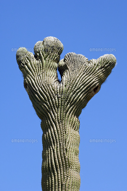 サボテン（弁慶柱）[20070004752]の写真・イラスト素材｜アマナ