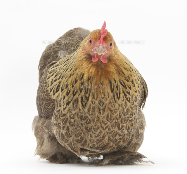 ニワトリ ペキンバンタム パートリッジ種 の写真素材 イラスト素材 アマナイメージズ ニワトリ ペキンバンタム パートリッジ種 の写真素材 イラスト素材 アマナイメージズ