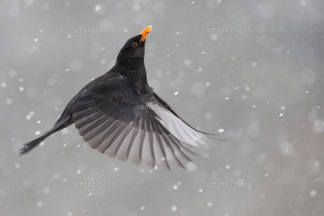 飛ぶクロウタドリ の写真素材 イラスト素材 アマナイメージズ