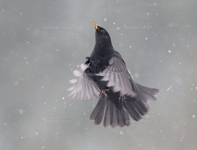 飛ぶクロウタドリ の写真素材 イラスト素材 アマナイメージズ