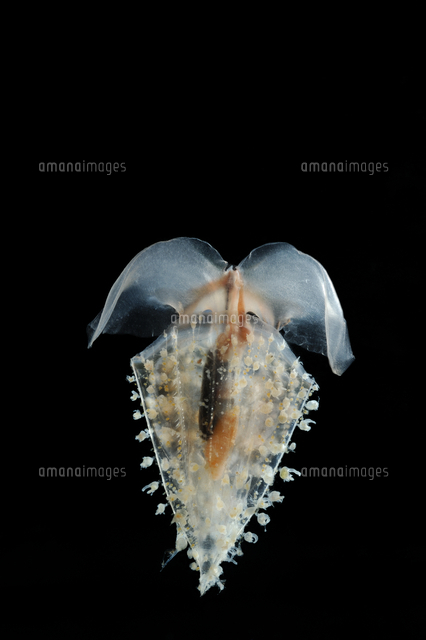 カメガイ科の一種[20070005745]の写真・イラスト素材｜アマナイメージズ