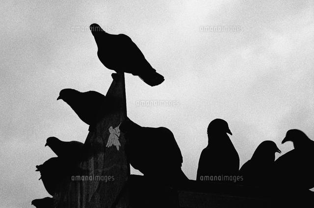 Silhouette Of Pigeons Eerie Moody Skies Reminiscent Of Hitchcocks The Birds の写真素材 イラスト素材 アマナイメージズ