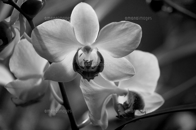 White Orchids In Mono の写真素材 イラスト素材 アマナイメージズ