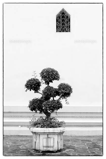 Topiary And White Wall の写真素材 イラスト素材 アマナイメージズ
