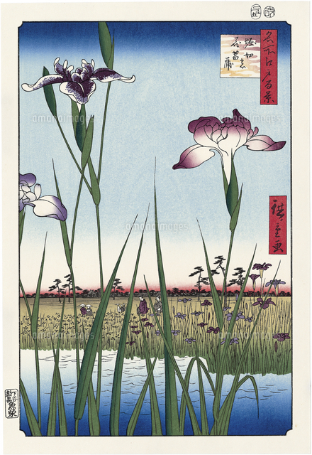堀切の花菖蒲 の写真素材 イラスト素材 アマナイメージズ
