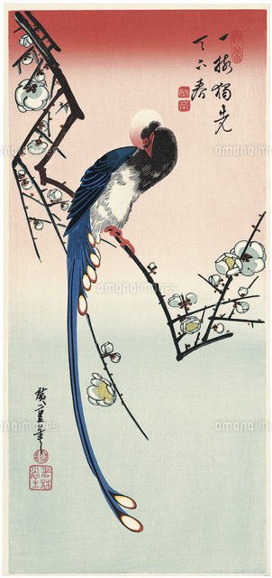 白梅に寿帯鳥[20072000107]の写真・イラスト素材｜アマナイメージズ