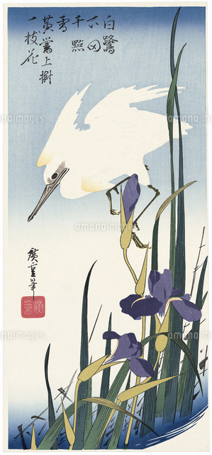 菖蒲に白鷺[20072000112]の写真・イラスト素材｜アマナイメージズ