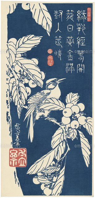 枇杷に小鳥[20072000115]の写真・イラスト素材｜アマナイメージズ