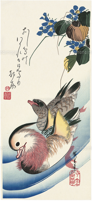 鴛鴦[20072000116]の写真・イラスト素材｜アマナイメージズ