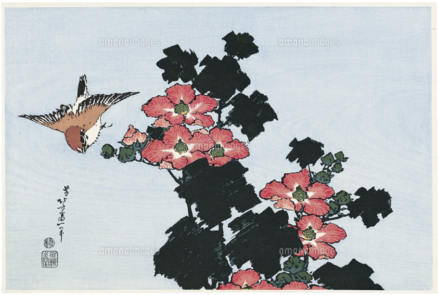 芙蓉に雀[20072000183]の写真・イラスト素材｜アマナイメージズ