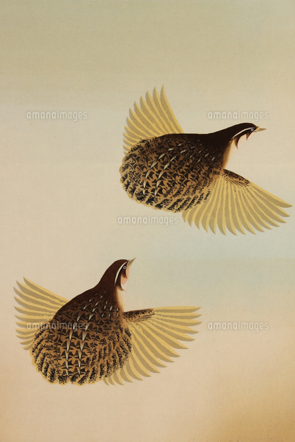 鶉図 部分 の写真素材 イラスト素材 アマナイメージズ