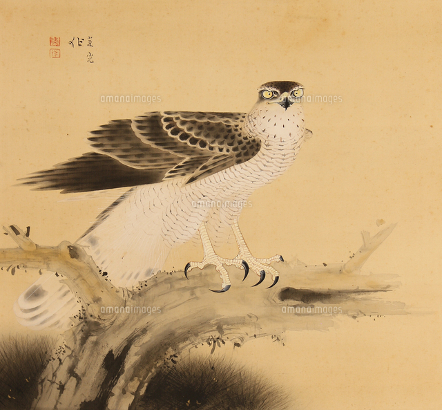 【鷹の絵の大平】 鷹図[20076000676]の写真・イラスト素材｜アマナイメージズ