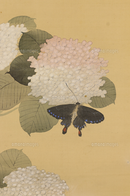紫陽花蝶図[20076001356]の写真・イラスト素材｜アマナイメージズ