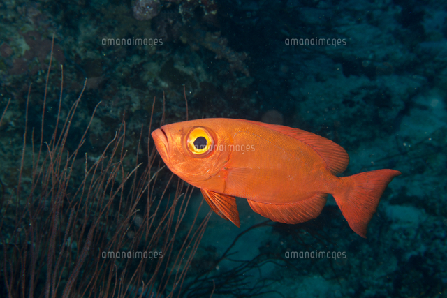 アカネキントキ[20077000020]の写真素材・イラスト素材｜アマナイメージズ