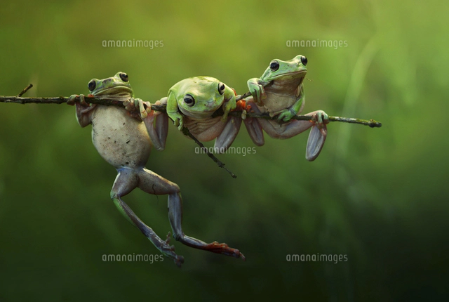 CRAZY FROGS アスリートなカエルたち[20079000182]の写真・イラスト