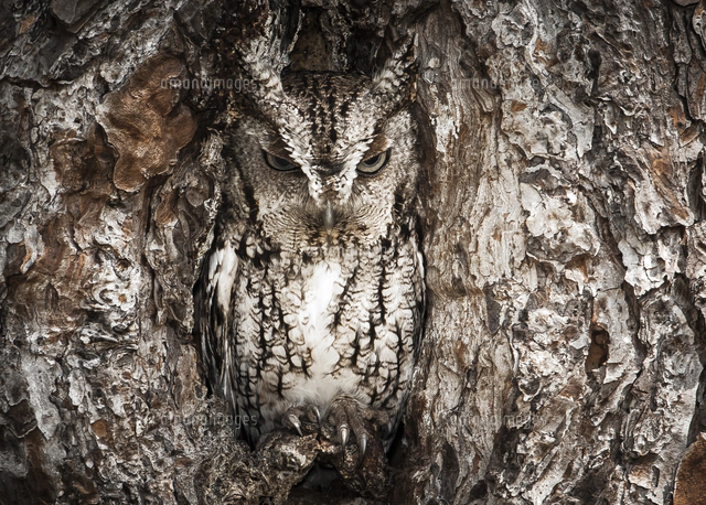 岩穴にフクロウ３羽 IT'S OWL GOOD フクロウの擬態 穴からのぞく3羽のフクロウ