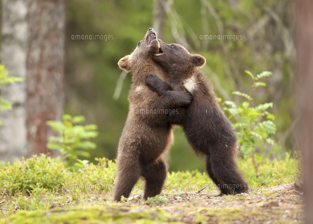 chatham village そぐわ bears】ドイツの可愛い高級の熊【おしゃれ】