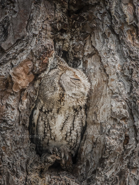 IT'S OWL GOOD フクロウの擬態 穴からのぞく3羽のフクロウ