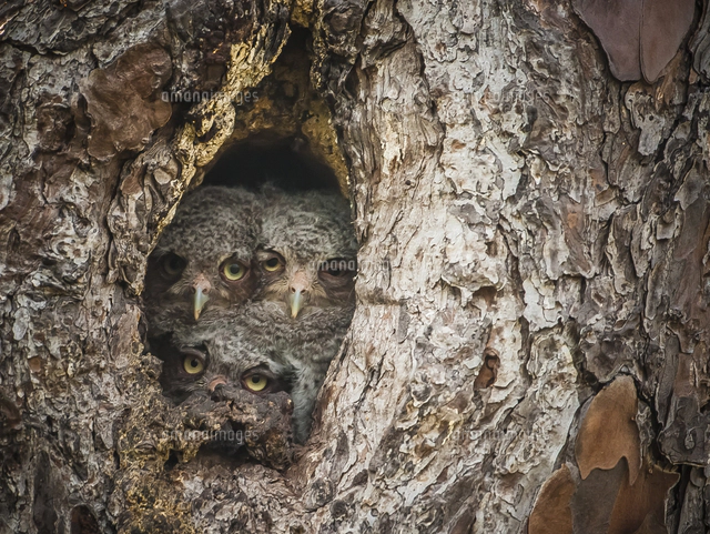 IT'S OWL GOOD 木の枝にとまるフクロウ[20079000383]の写真