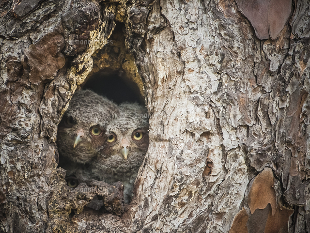 IT'S OWL GOOD フクロウの擬態 穴からのぞく3羽のフクロウ[20079000365
