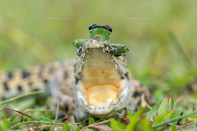Jawsome Friendship ワニとカエルの奇妙な友情 の写真素材 イラスト素材 アマナイメージズ