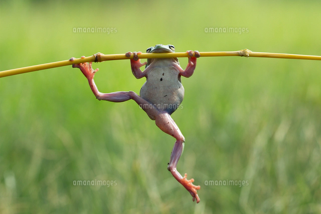 飛躍のカエル Amazon.co.jp: スカイネット 立体パズル 4D VISION 動物解剖 No.05