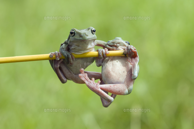 FROGGY CHIN-UPS カエルの懸垂[20079000438]の写真・イラスト