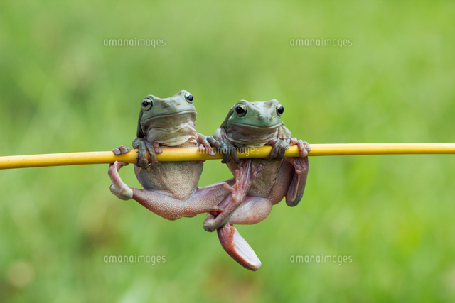 FROGGY CHIN-UPS カエルの懸垂[20079000439]の写真・イラスト