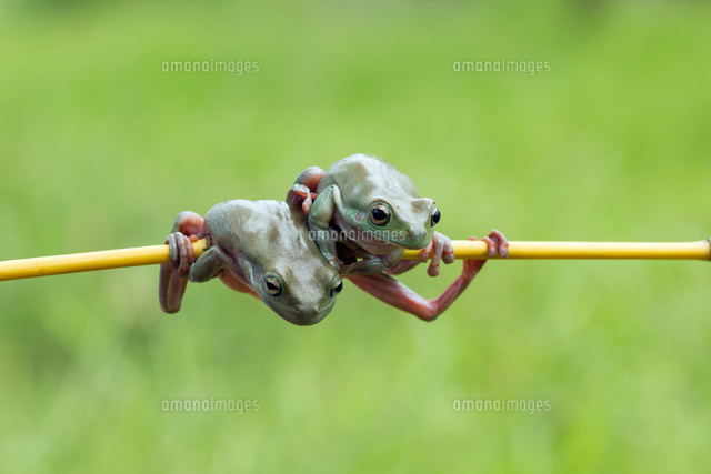FROGGY CHIN-UPS カエルの懸垂[20079000441]の写真・イラスト
