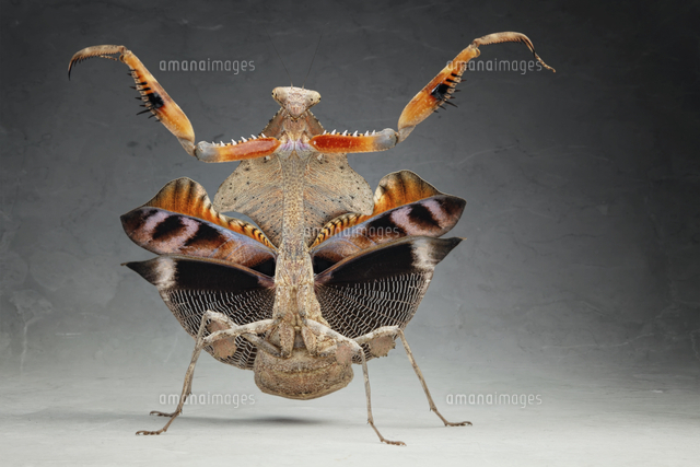 威嚇するカマキリ,ヒシムネカレハカマキリ[20079000650]の写真