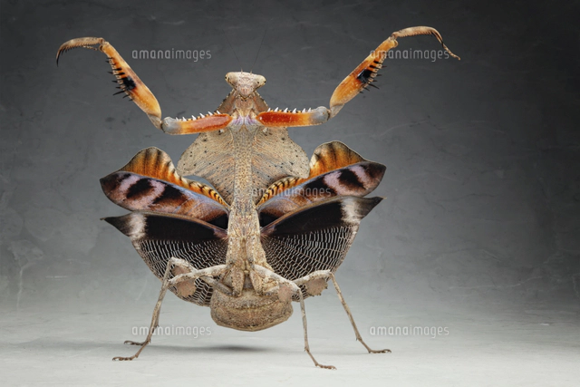 珍品！南米のマルムネカマキリ　標本 威嚇するカマキリ,マルムネカマキリ[20079000656]の写真・イラスト素材