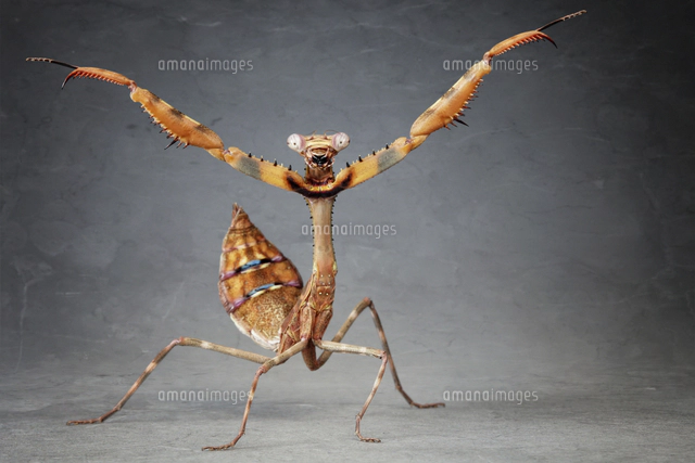 かまきり かまきり｜いきもの大図鑑｜ガシャポンオフィシャルサイト