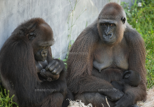 ゴリラハグ ゴリラの母子 の写真素材 イラスト素材 アマナイメージズ