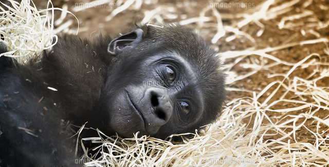 霊長類の赤ちゃん の写真素材 イラスト素材 アマナイメージズ