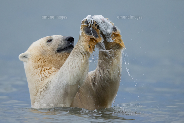 シロクマの赤ちゃん の写真素材 イラスト素材 アマナイメージズ シロクマの赤ちゃん の写真素材 イラスト素材 アマナイメージズ