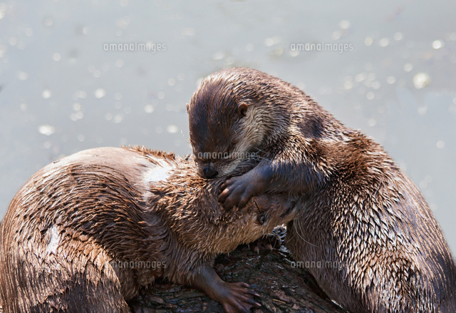 カワウソのカップル の写真素材 イラスト素材 アマナイメージズ