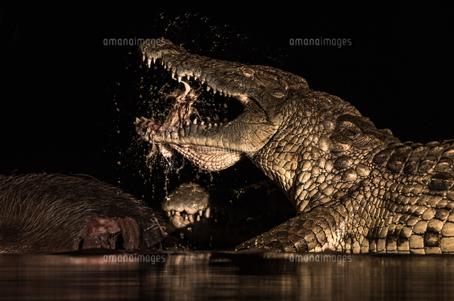Croc Play ガゼルを捕食するナイルワニ[20079001361]の写真・イラスト