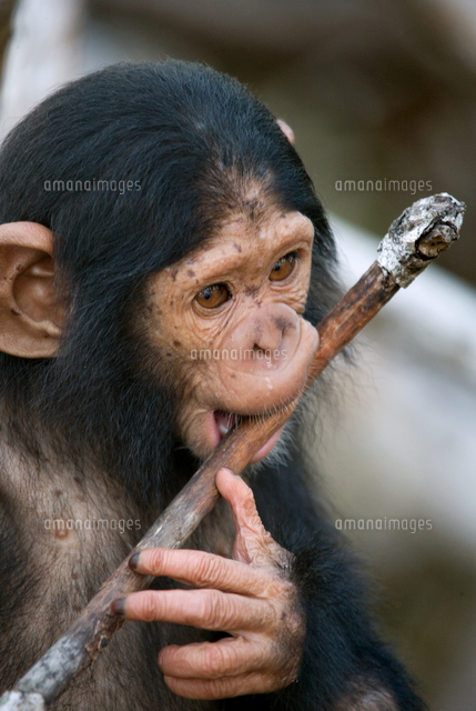 CHIMP OPERA チンパンジーの子[20079001399]の写真・イラスト素材