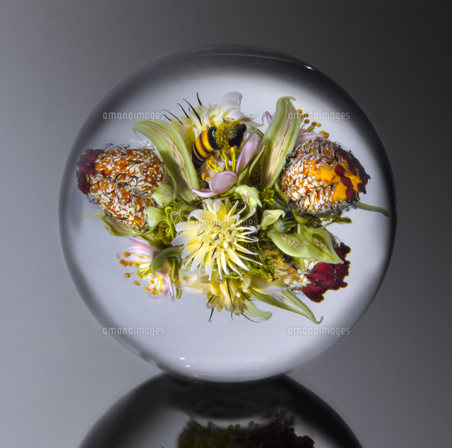 Coloured Orbs Book ガラスの中の花 の写真素材 イラスト素材 アマナイメージズ