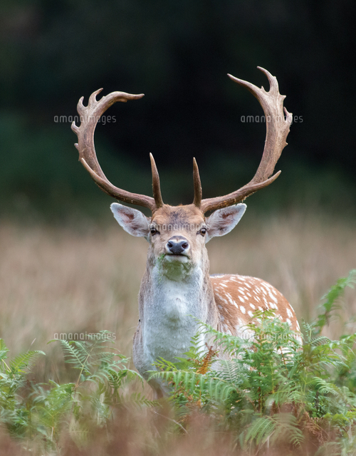 UK Wildlife Book ダマジカ（ファロージカ）[20079002090]の写真