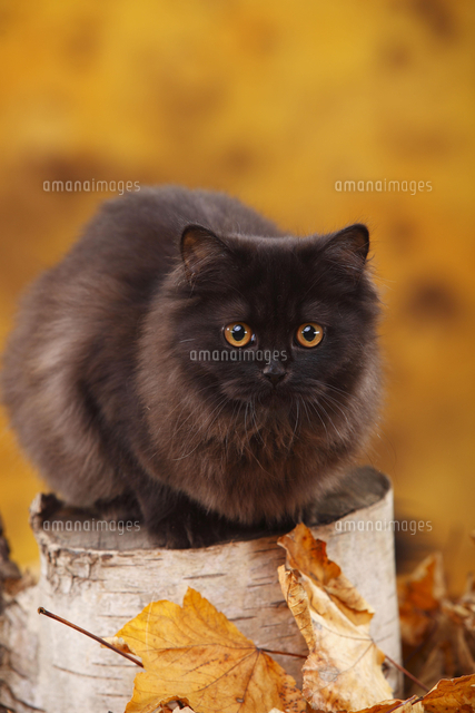 British Longhair 6 Months Black Highlander Black Sits の写真素材 イラスト素材 アマナイメージズ