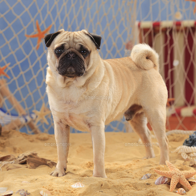 Pug, male stands in the sand[20080007100]の写真素材・イラスト素材｜アマナイメージズ
