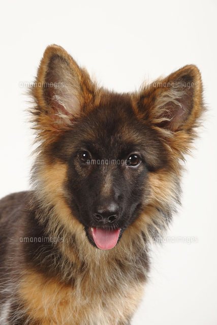 Old German Shepherd Dog Puppy 4 Months Animal Portrait の写真素材 イラスト素材 アマナイメージズ Old German Shepherd Dog Puppy 4 Months Animal Portrait の写真素材 イラスト素材 アマナイメージズ