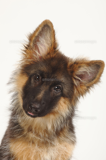 Old German Shepherd Dog Puppy 4 Months Animal Portrait の写真素材 イラスト素材 アマナイメージズ