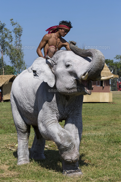 White Elephant At The Elephant Festival Surin Elephant の写真素材 イラスト素材 アマナイメージズ