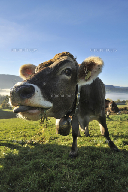Brown Cow On Pasture Weitnau Upper Allgaeu Bavaria の写真素材 イラスト 素材 アマナイメージズ